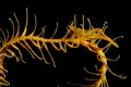   shrimp antedon  